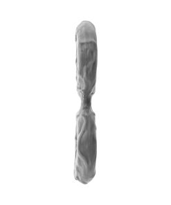 Shaft Model D: Double C-Ring Grey Size 1
