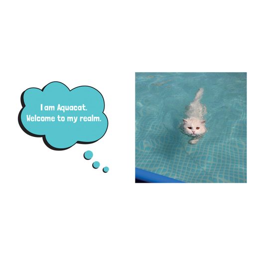 Wet Pussies: Hilarious Snaps Of Damp Cats - Image 4